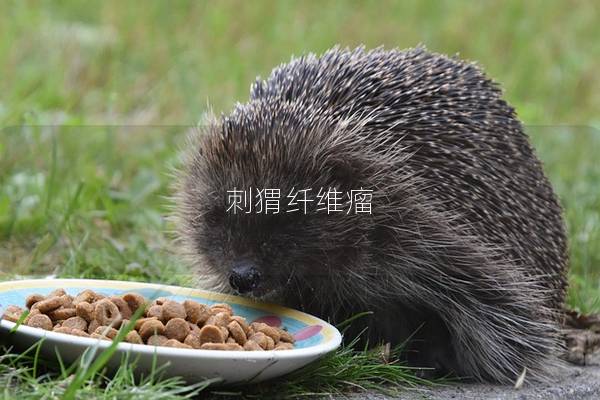 刺猬纤维瘤