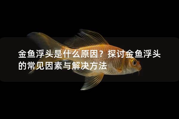 金鱼浮头是什么原因？探讨金鱼浮头的常见因素与解决方法