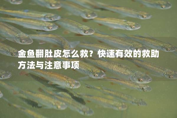 金鱼翻肚皮怎么救？快速有效的救助方法与注意事项