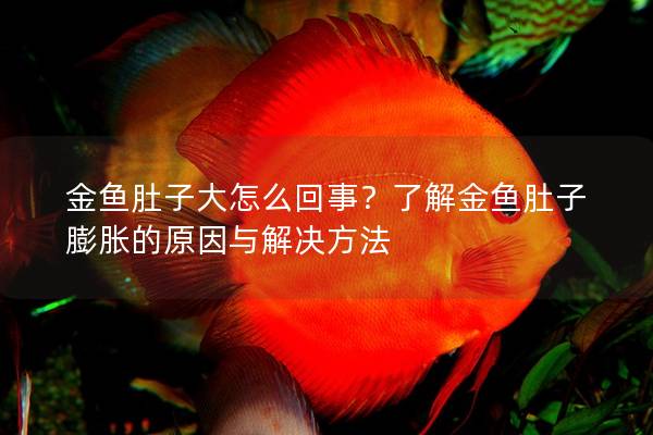 金鱼肚子大怎么回事？了解金鱼肚子膨胀的原因与解决方法