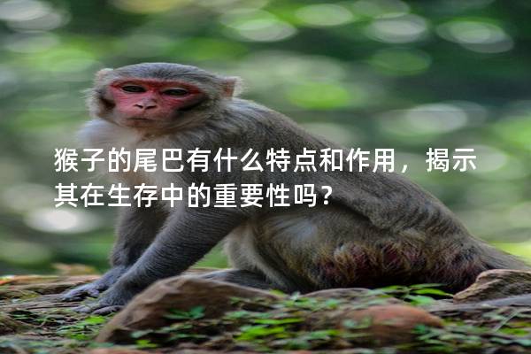 猴子的尾巴有什么特点和作用，揭示其在生存中的重要性吗？