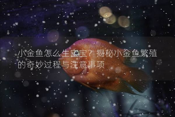 小金鱼怎么生宝宝？揭秘小金鱼繁殖的奇妙过程与注意事项