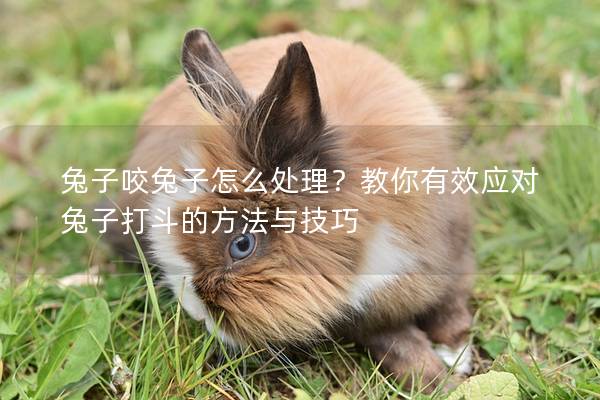 兔子咬兔子怎么处理？教你有效应对兔子打斗的方法与技巧