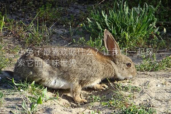 小兔子最喜欢吃什么？让我们一起探索它的美味世界