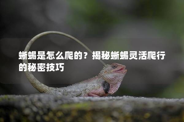 蜥蜴是怎么爬的？揭秘蜥蜴灵活爬行的秘密技巧