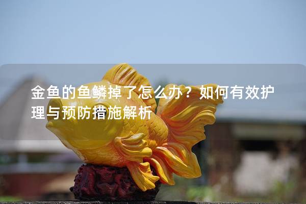 金鱼的鱼鳞掉了怎么办？如何有效护理与预防措施解析