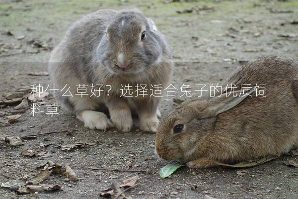 种什么草好？选择适合兔子的优质饲料草