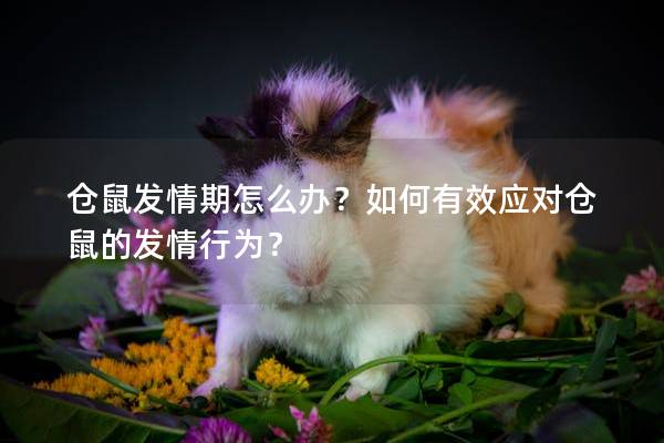 仓鼠发情期怎么办?如何有效应对仓鼠的发情行为?