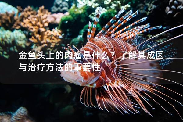 金鱼头上的肉瘤是什么？了解其成因与治疗方法的重要性