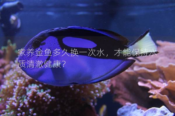 家养金鱼多久换一次水，才能保持水质清澈健康？