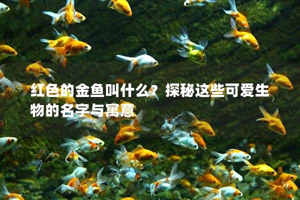 红色的金鱼叫什么？探秘这些可爱生物的名字与寓意