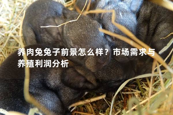 养肉兔兔子前景怎么样？市场需求与养殖利润分析