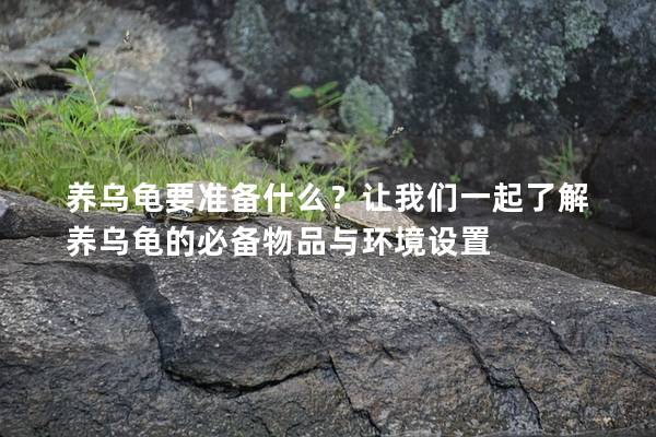 养乌龟要准备什么？让我们一起了解养乌龟的必备物品与环境设置