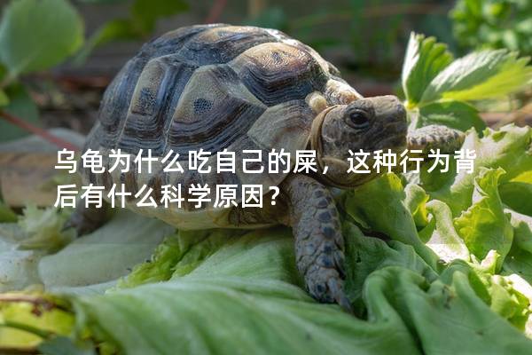 乌龟为什么吃自己的屎，这种行为背后有什么科学原因？