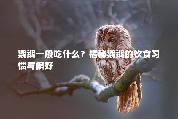 鹦鹉一般吃什么？揭秘鹦鹉的饮食习惯与偏好