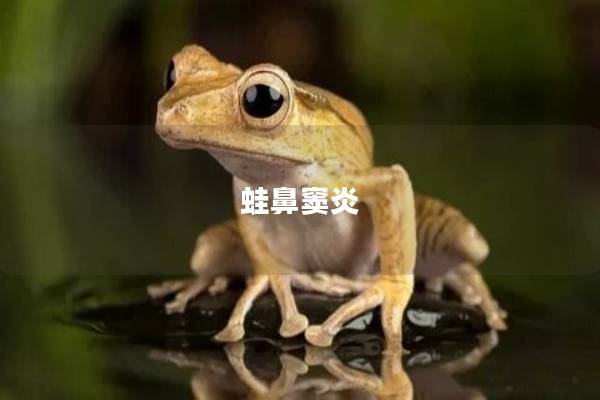 蛙鼻窦炎