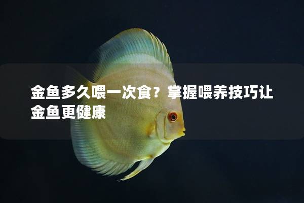 金鱼多久喂一次食？掌握喂养技巧让金鱼更健康