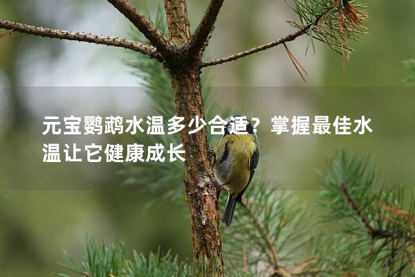 元宝鹦鹉水温多少合适？掌握最佳水温让它健康成长