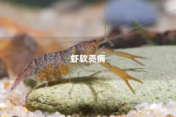 虾软壳病