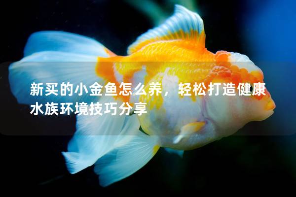 新买的小金鱼怎么养，轻松打造健康水族环境技巧分享