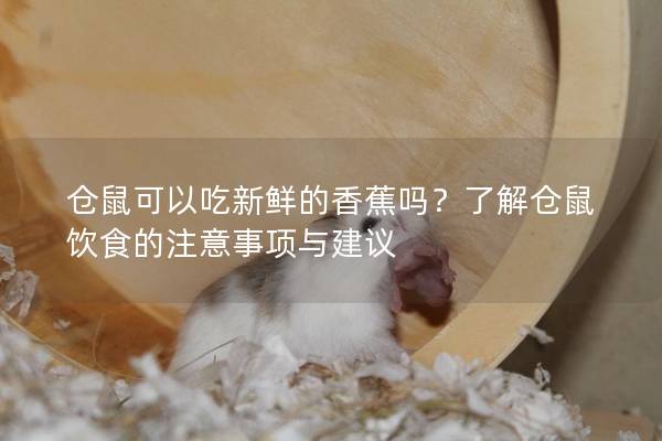 仓鼠可以吃新鲜的香蕉吗？了解仓鼠饮食的注意事项与建议