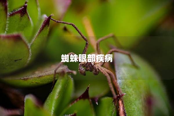 蜘蛛眼部疾病