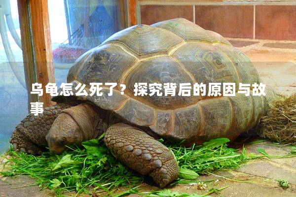 乌龟怎么死了？探究背后的原因与故事