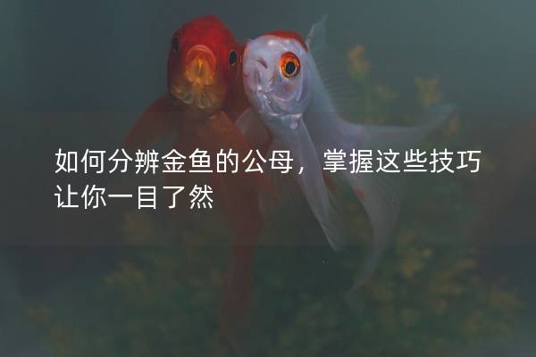 如何分辨金鱼的公母，掌握这些技巧让你一目了然