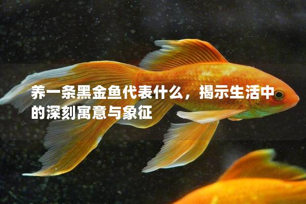 养一条黑金鱼代表什么，揭示生活中的深刻寓意与象征