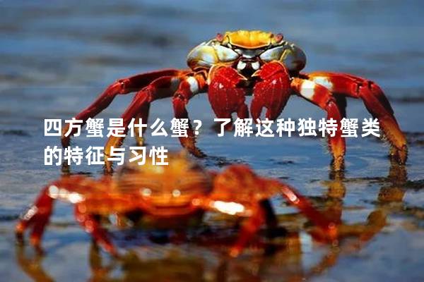 四方蟹是什么蟹？了解这种独特蟹类的特征与习性