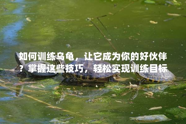 如何训练乌龟，让它成为你的好伙伴？掌握这些技巧，轻松实现训练目标