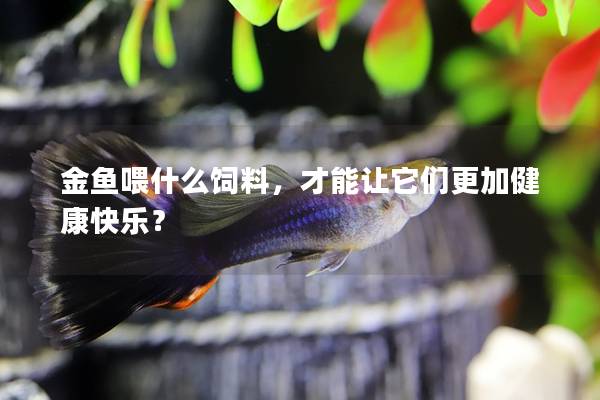 金鱼喂什么饲料，才能让它们更加健康快乐？