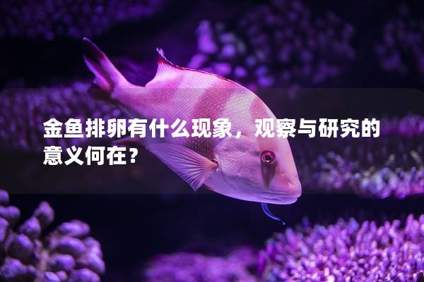 金鱼排卵有什么现象，观察与研究的意义何在？