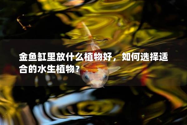 金鱼缸里放什么植物好，如何选择适合的水生植物？