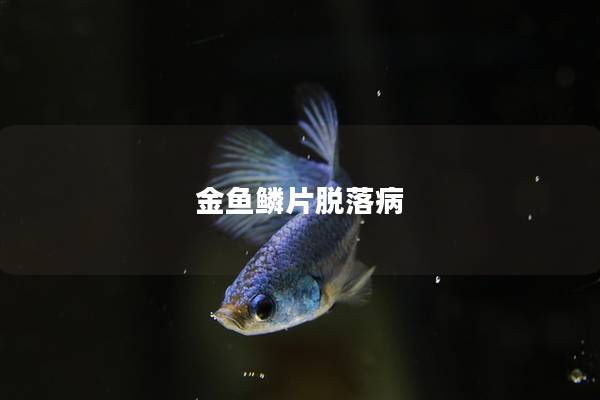 金鱼鳞片脱落病