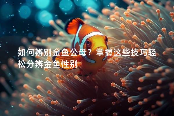 如何辨别金鱼公母？掌握这些技巧轻松分辨金鱼性别