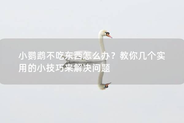 小鹦鹉不吃东西怎么办？教你几个实用的小技巧来解决问题