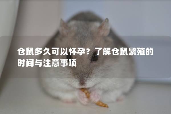 仓鼠多久可以怀孕？了解仓鼠繁殖的时间与注意事项