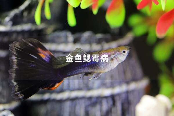 金鱼鳃霉病