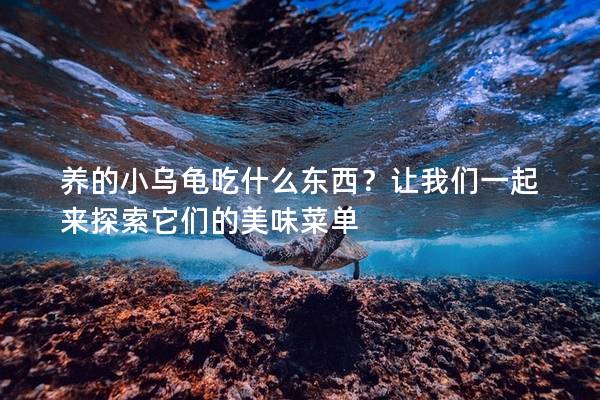 养的小乌龟吃什么东西？让我们一起来探索它们的美味菜单