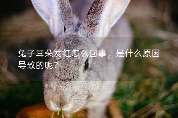 兔子耳朵发红怎么回事，是什么原因导致的呢？