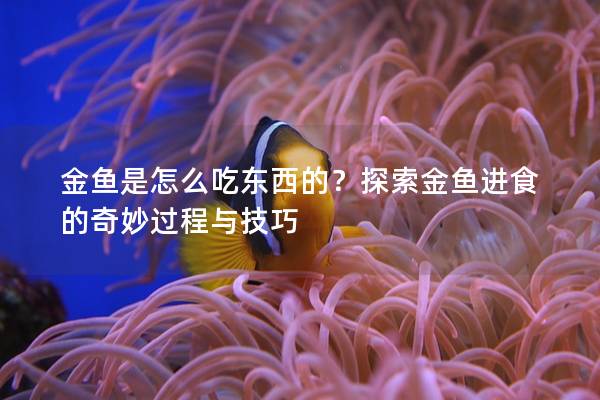 金鱼是怎么吃东西的？探索金鱼进食的奇妙过程与技巧