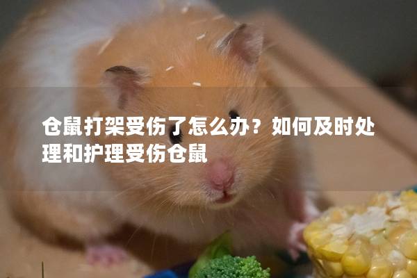 仓鼠打架受伤了怎么办？如何及时处理和护理受伤仓鼠