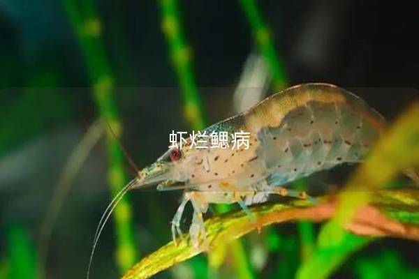 虾烂鳃病