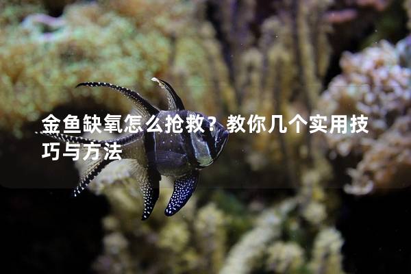 金鱼缺氧怎么抢救？教你几个实用技巧与方法