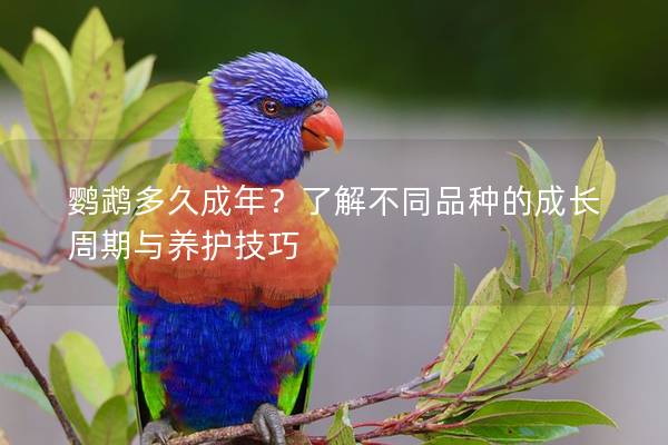 鹦鹉多久成年？了解不同品种的成长周期与养护技巧