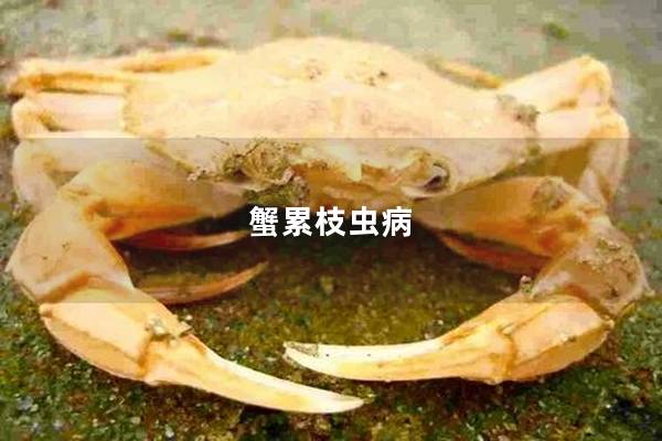 蟹累枝虫病