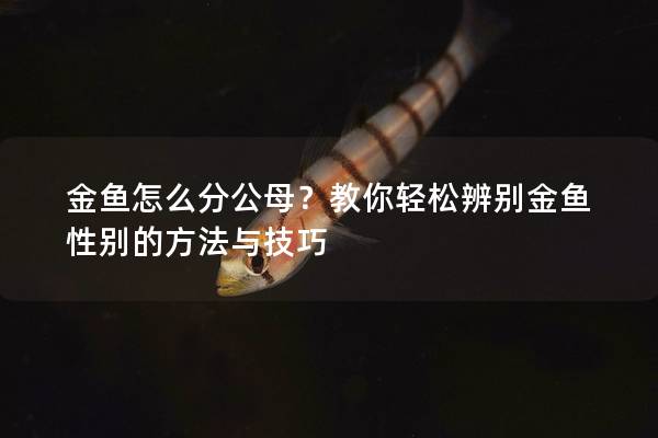 金鱼怎么分公母？教你轻松辨别金鱼性别的方法与技巧