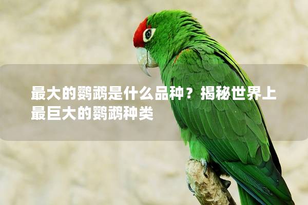 最大的鹦鹉是什么品种？揭秘世界上最巨大的鹦鹉种类