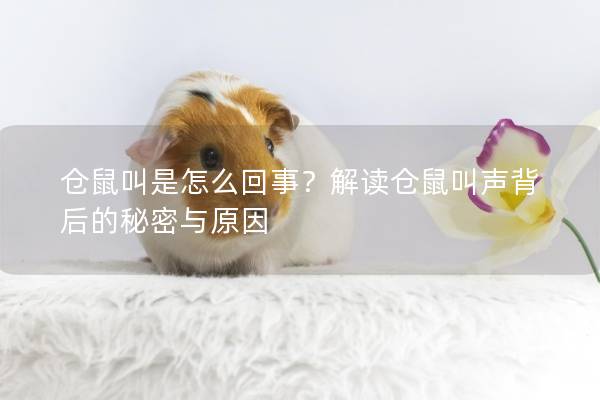 仓鼠叫是怎么回事?解读仓鼠叫声背后的秘密与原因